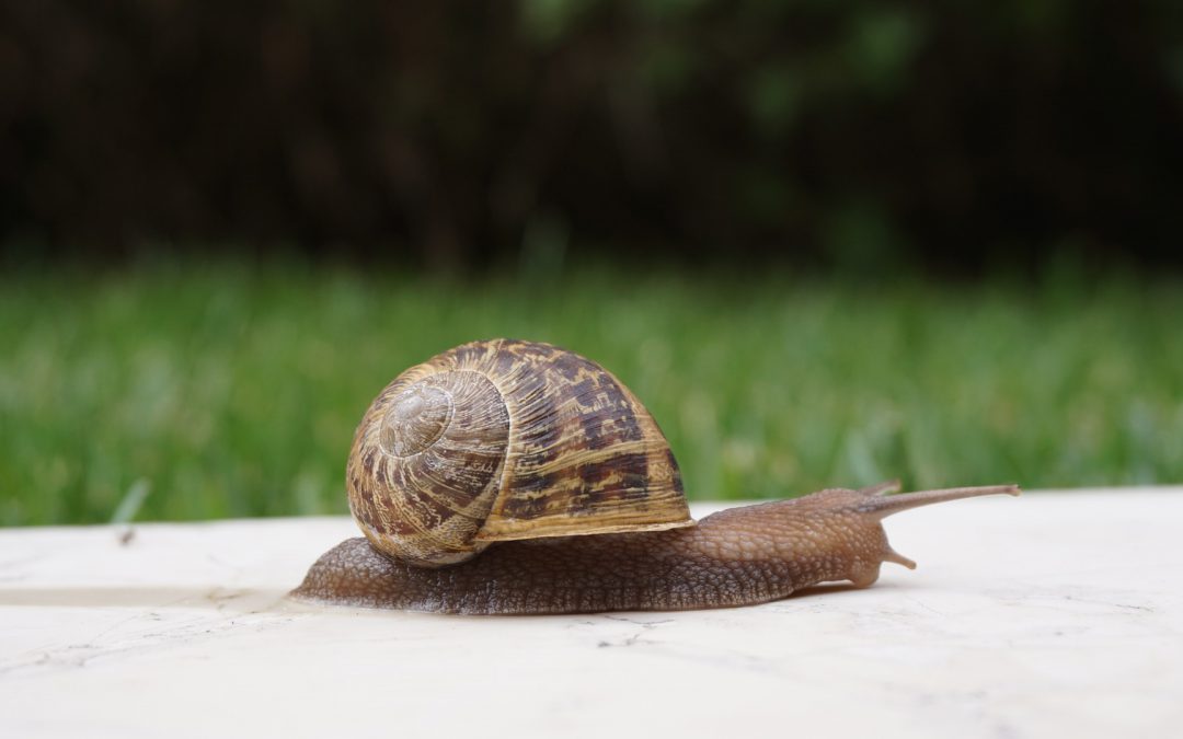 Slow As A Snail- Fast As A Turtle